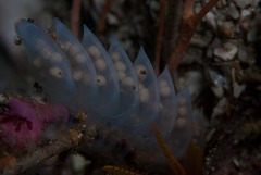 Zemiropsis papillaris