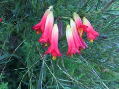 Phycella cyrtanthoides