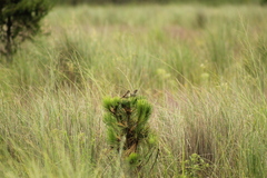 Xenospiza baileyi