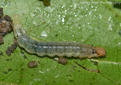 Desmia funeralis