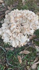 Laetiporus cincinnatus