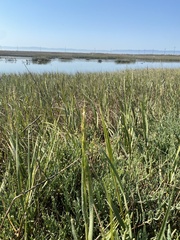 Sporobolus alterniflorus