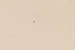 Armigeres subalbatus