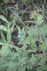 Salvia hirsuta