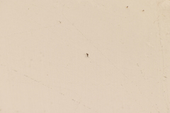 Armigeres subalbatus