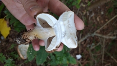 Echinoderma
