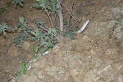 Pituophis catenifer affinis