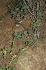 Pituophis catenifer affinis