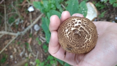 Echinoderma
