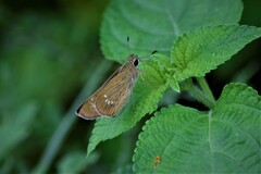 Borbo cinnara