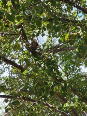 Tamiasciurus hudsonicus