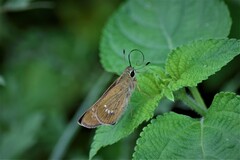 Borbo cinnara