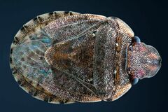 Sciocoris sideritidis