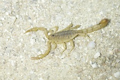 Paravaejovis spinigerus