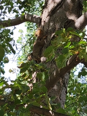 Tamiasciurus hudsonicus