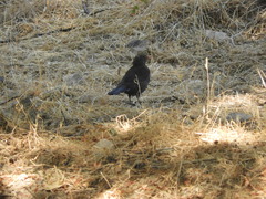 Turdus merula merula