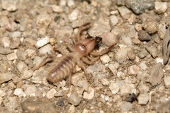 Solifugae
