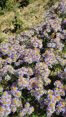 Erigeron glacialis