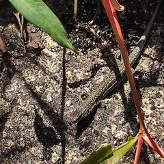 Podarcis guadarramae guadarramae