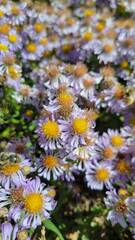 Erigeron glacialis