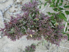 Salicaceae