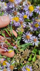 Erigeron glacialis