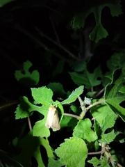 Sesamia nonagrioides