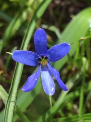 Tecophilaea violiflora
