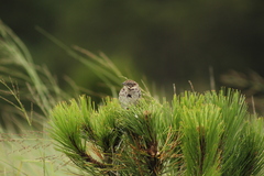 Xenospiza baileyi