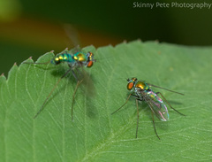 Condylostylus comatus