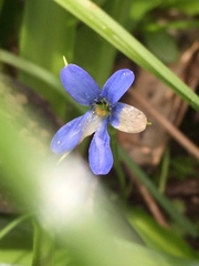 Tecophilaea violiflora