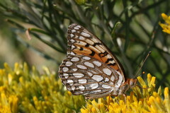 Speyeria edwardsii