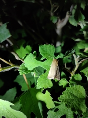 Sesamia nonagrioides