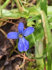 Tecophilaea violiflora