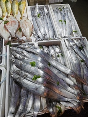 Trichiurus japonicus