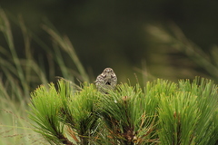 Xenospiza baileyi