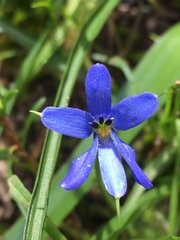 Tecophilaea violiflora
