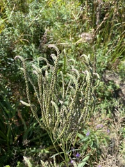 Verbena hastata