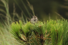 Xenospiza baileyi