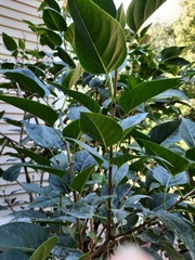 Syringa