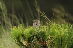 Xenospiza baileyi