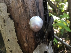Reticularia lycoperdon