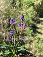 Verbena hastata