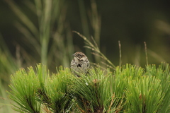 Xenospiza baileyi