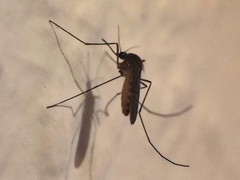 Culex pipiens