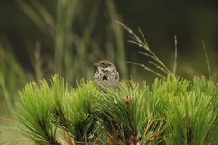 Xenospiza baileyi