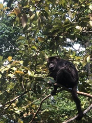 Alouatta pigra