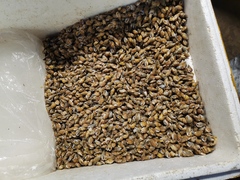 Nassarius variciferus