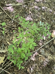 Zanthoxylum americanum