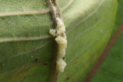 Asclepias syriaca